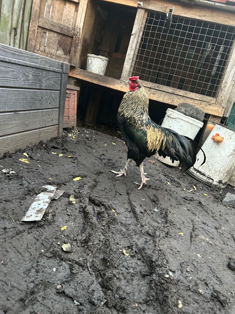 Aseel Rooster, hens and Pullets for sale