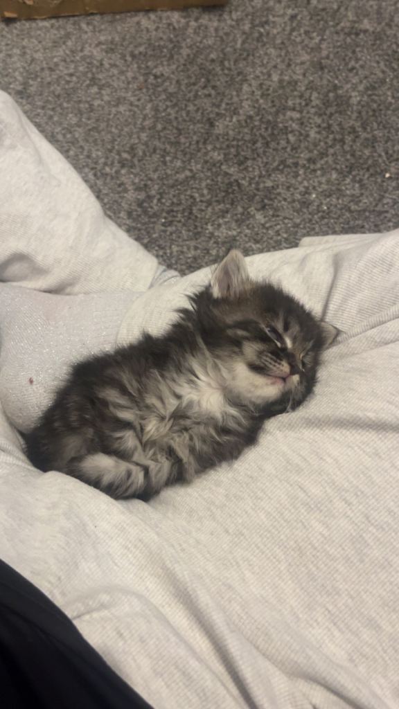 Maine coon x Ragdoll breed kittens for sale