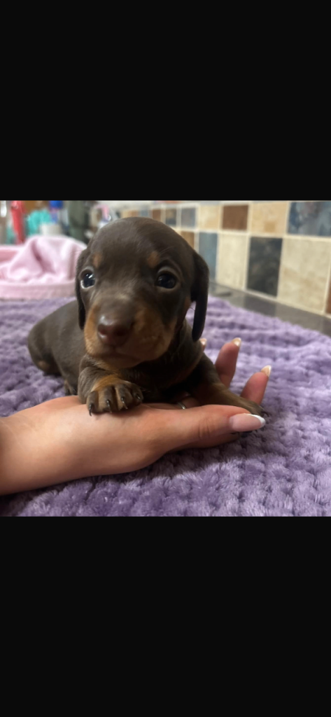 Litter of 7 Dachshund puppies 