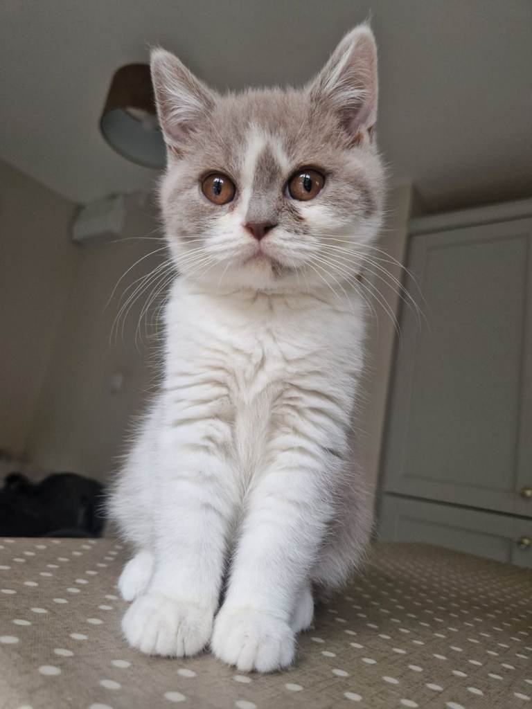 Full pedigree British shorthair 