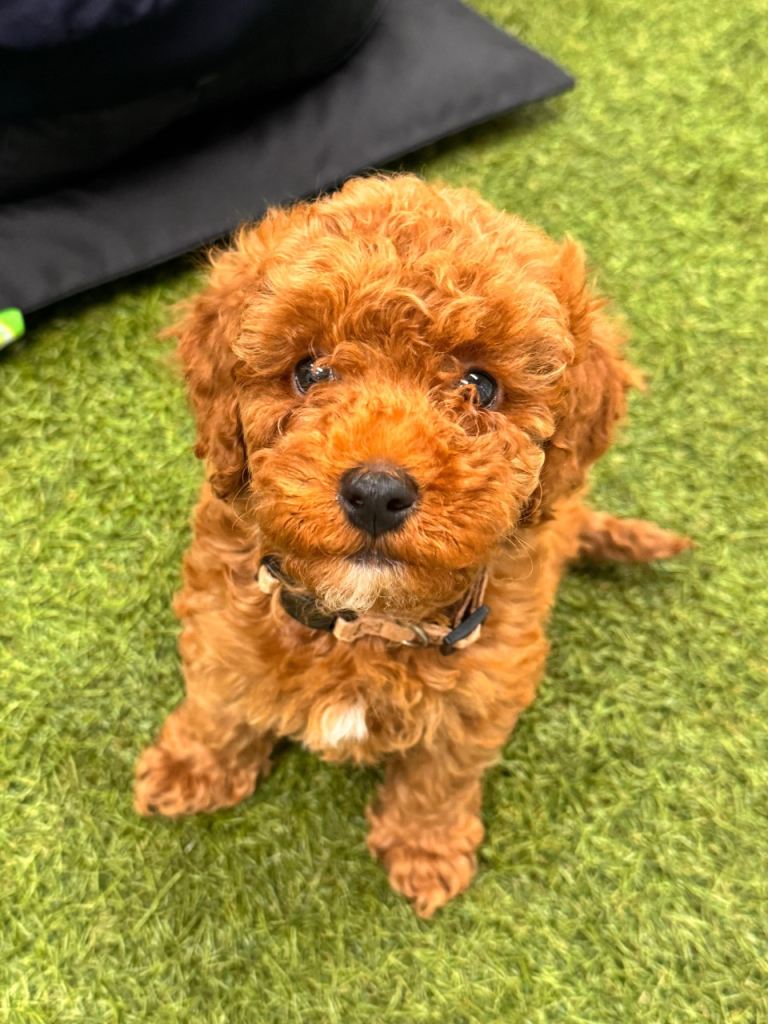  Ready now Stunning F1BB cavapoo puppies 