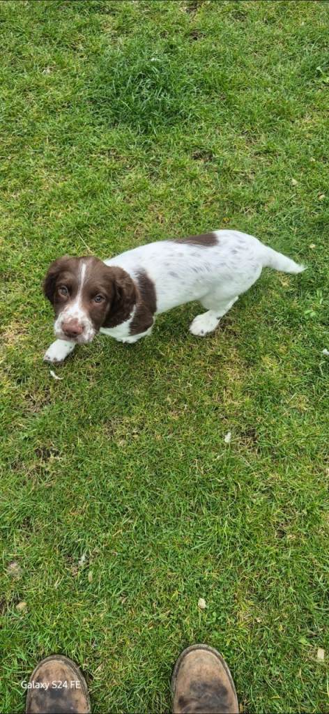 English springer spanial pups