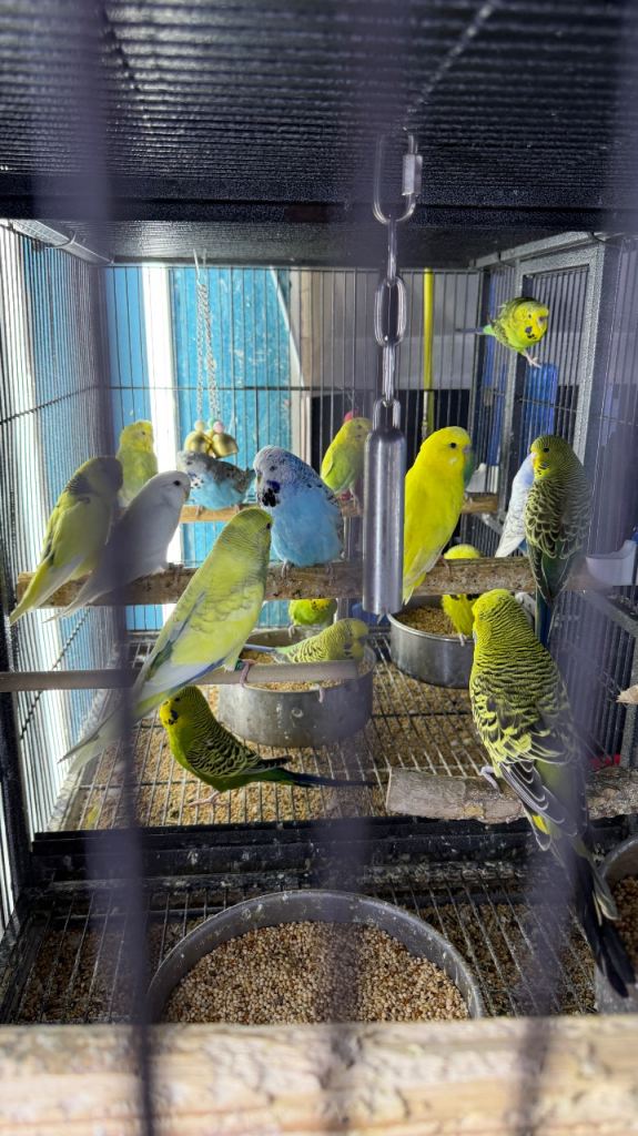 Budgies 