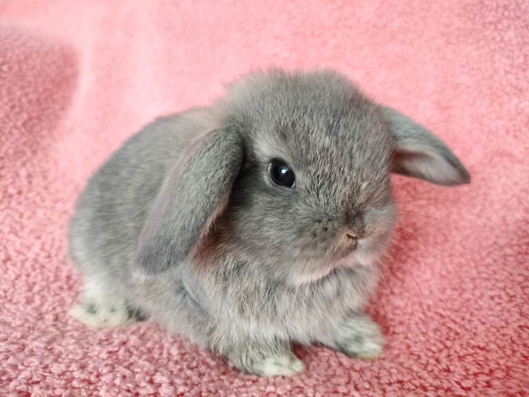 Baby mini lops for sale 