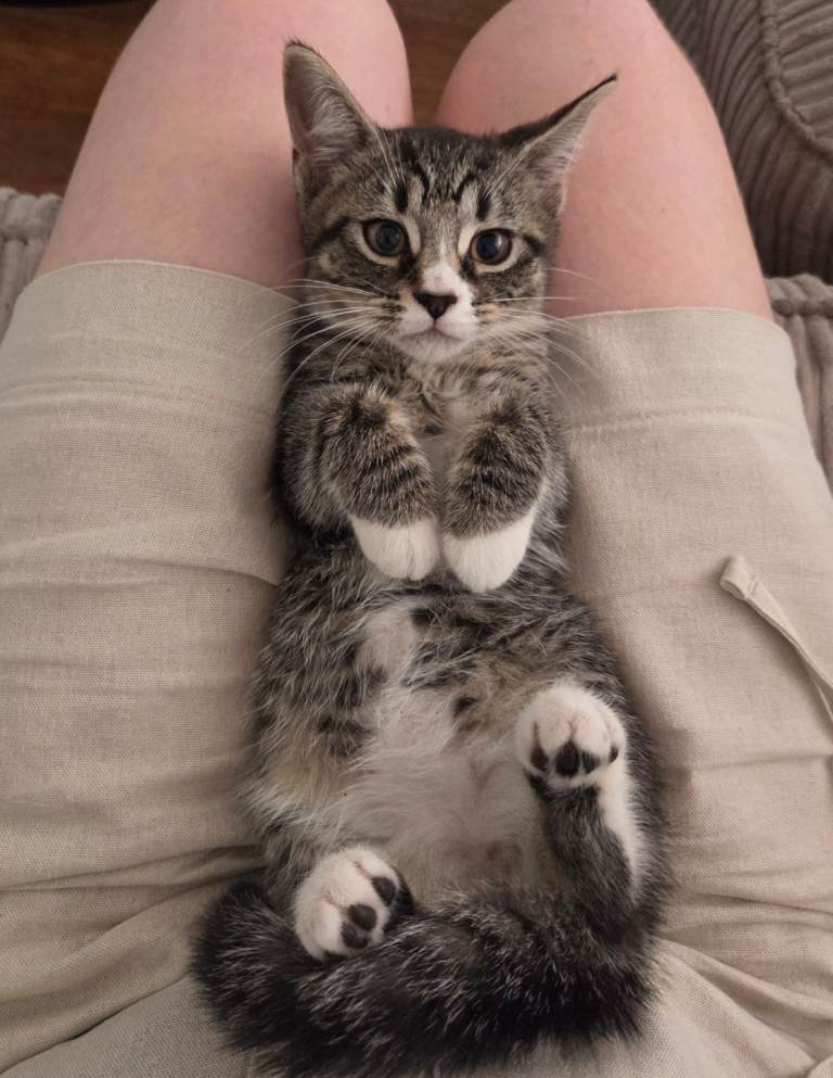 4 beautiful tabby kittens ready for rehoming 