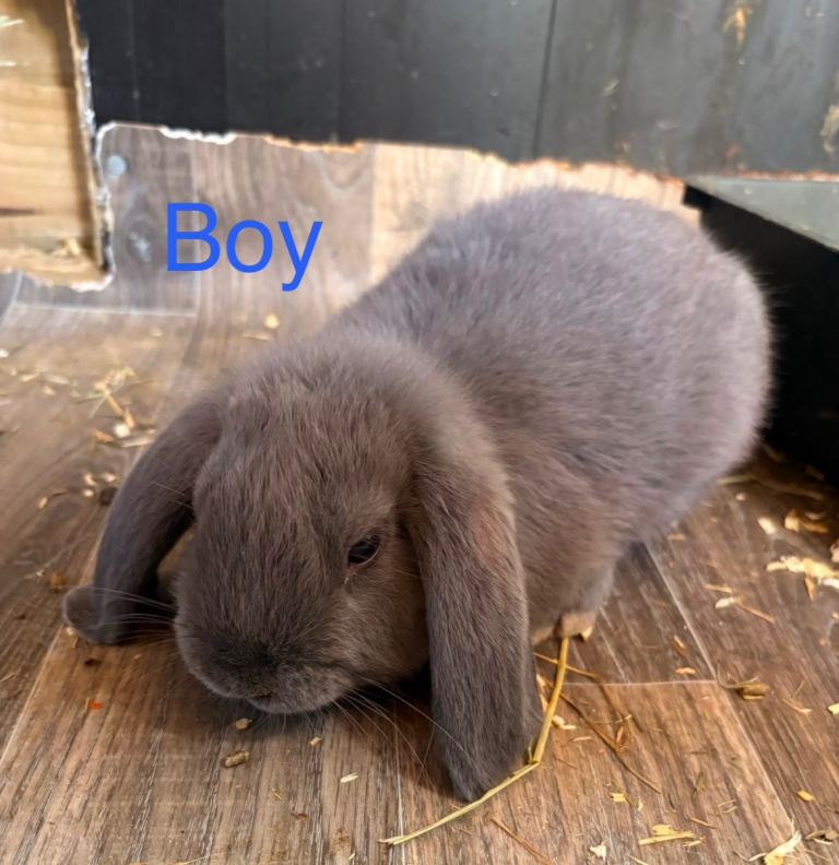 READY NOW beautiful Lop eared Rabbits