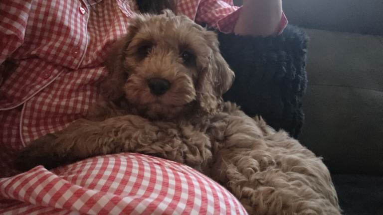 Male cockapoo 10 week's 