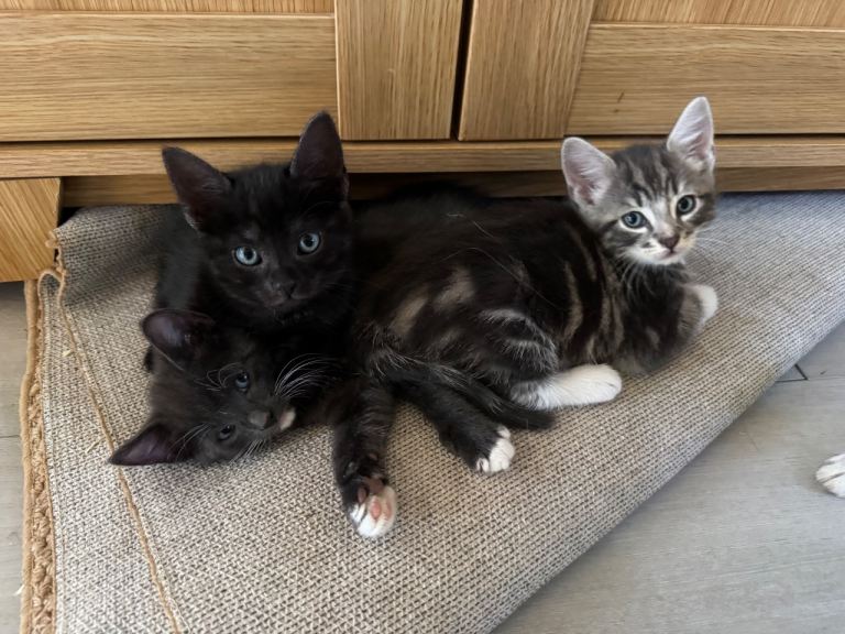 Beautiful kittens 