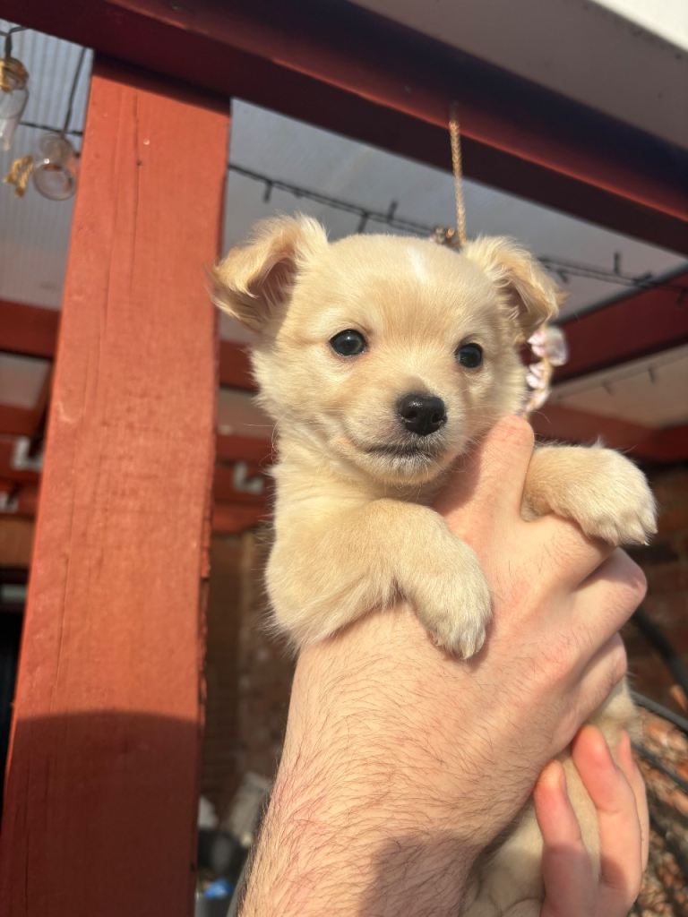 Chihuahua puppies for sale now !