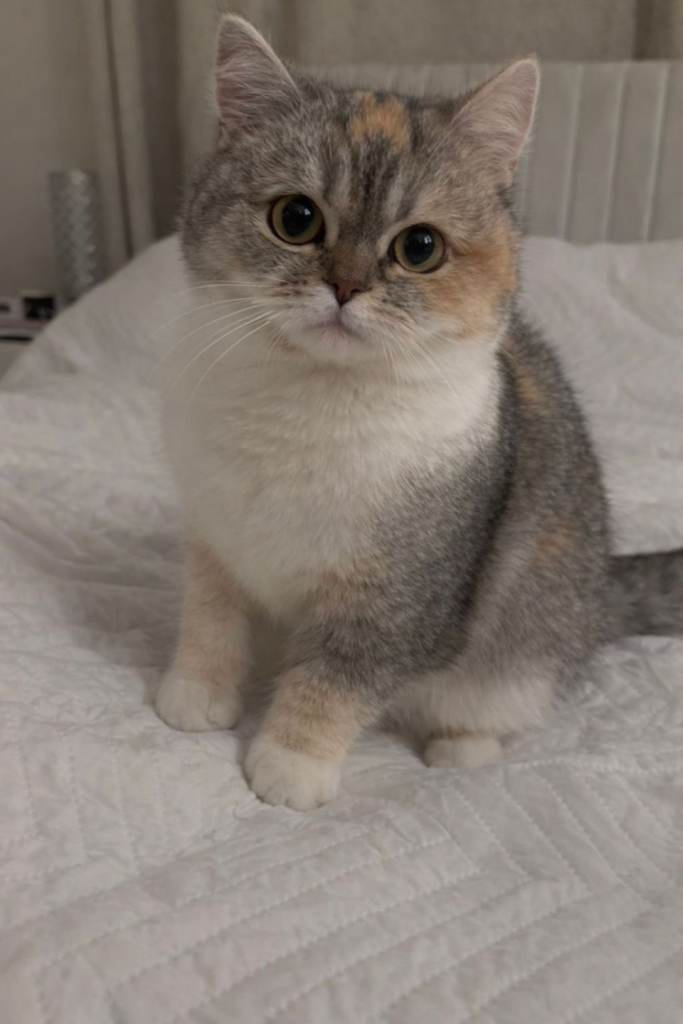British Shorthair female (Pedigree)