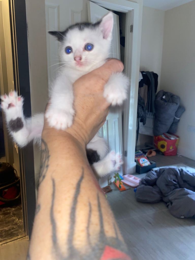 Kittys looking for a good loving home 