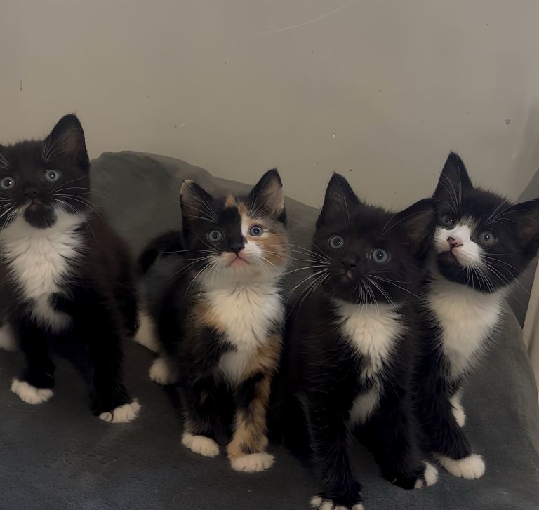 2 gorgeous kittens left