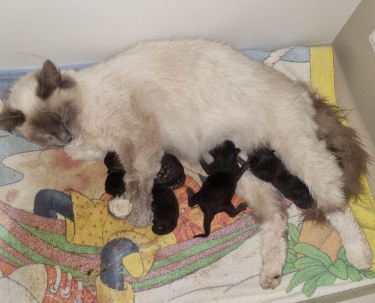 Kittens 