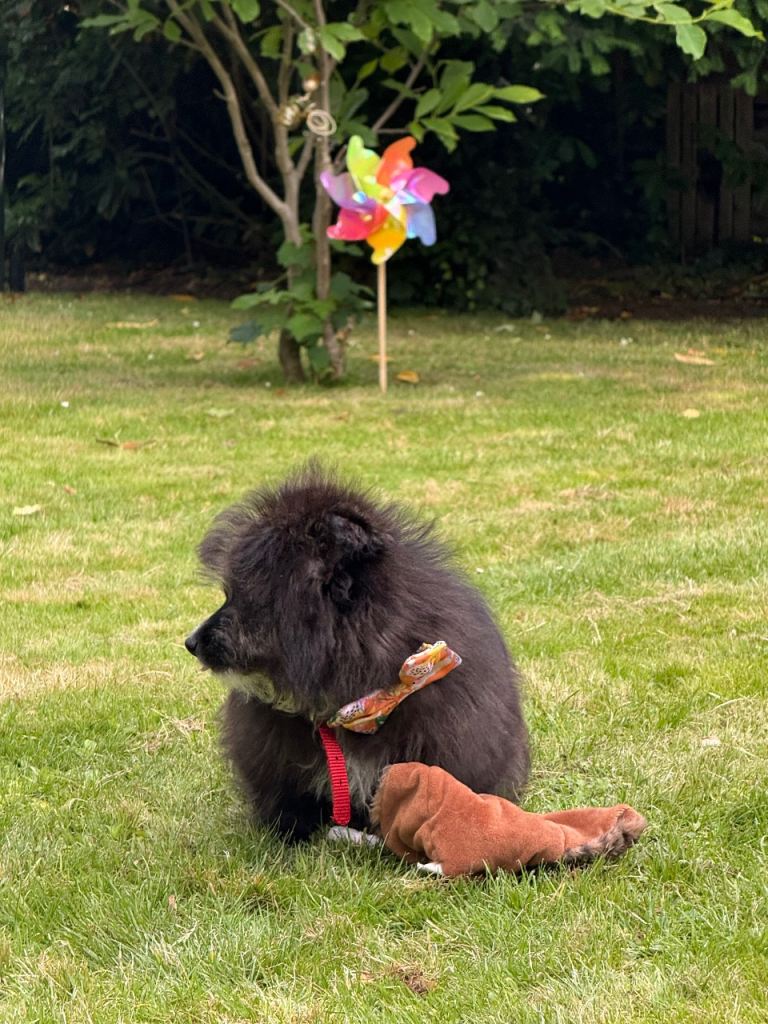 Urgent (Pomeranian puppy for sale)