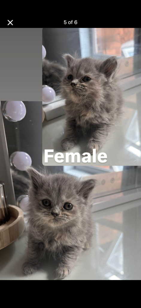 British Shorthair Kitten