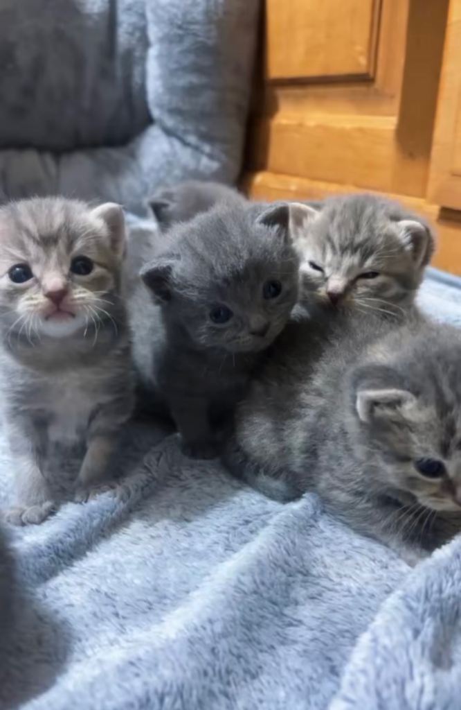  kittens for sale