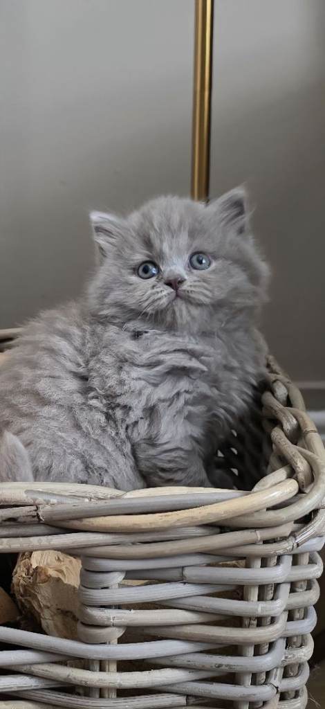 Exceptional GCCF British Shorthair kittens