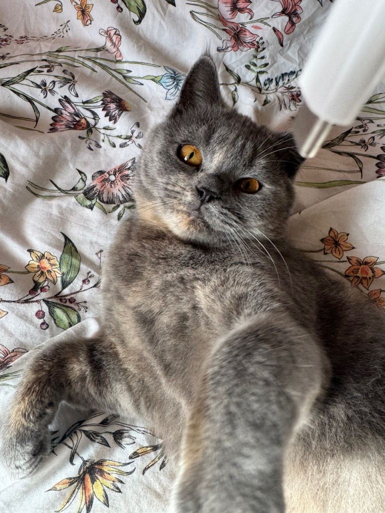Nala - British short hair x Persian kitten for sale girl