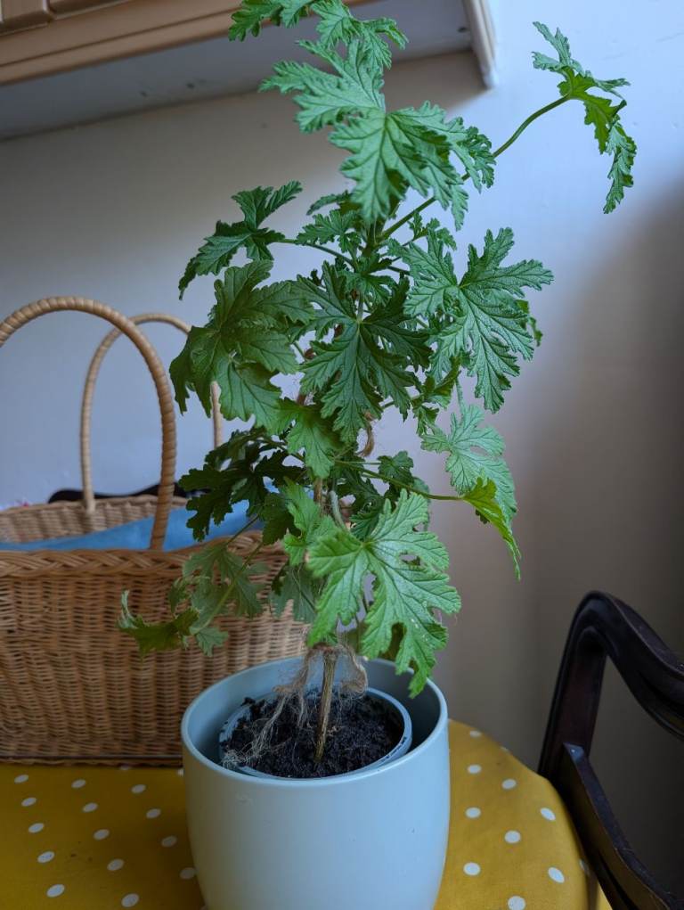Scented Geranium plant 
