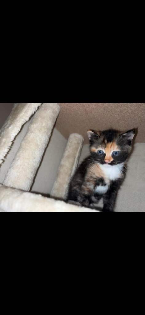 Female kitten