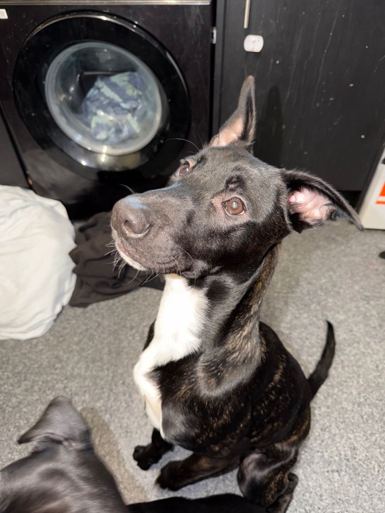 Staffi x Belgian Malinois 