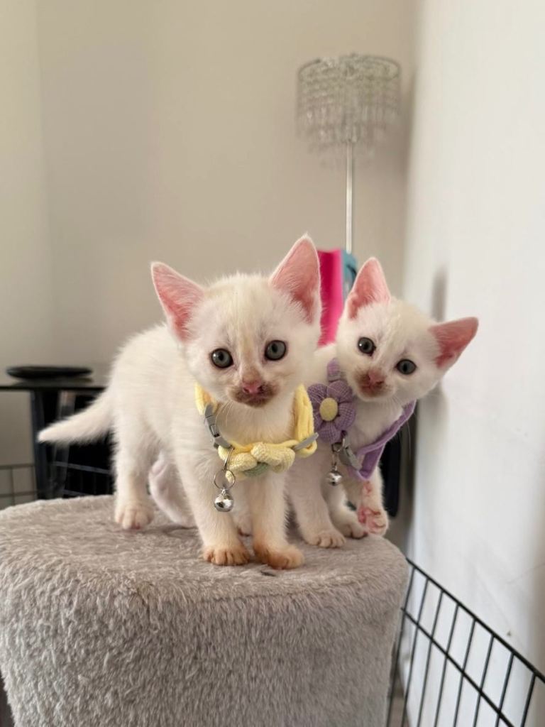 3 kittens ready to go to a loving home!
