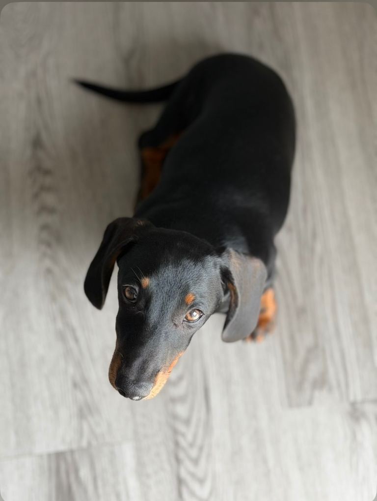 Minture Dachshund boy 