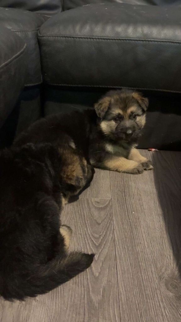 4 stunning German shepherd pups left ready now