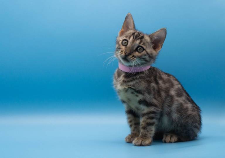 Beautiful TICA Registered Bengal Kittens