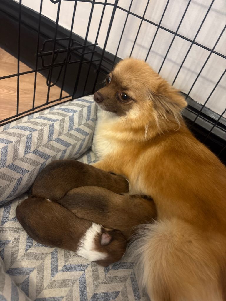 Chocolate tri long haired chihuahua puppies 
