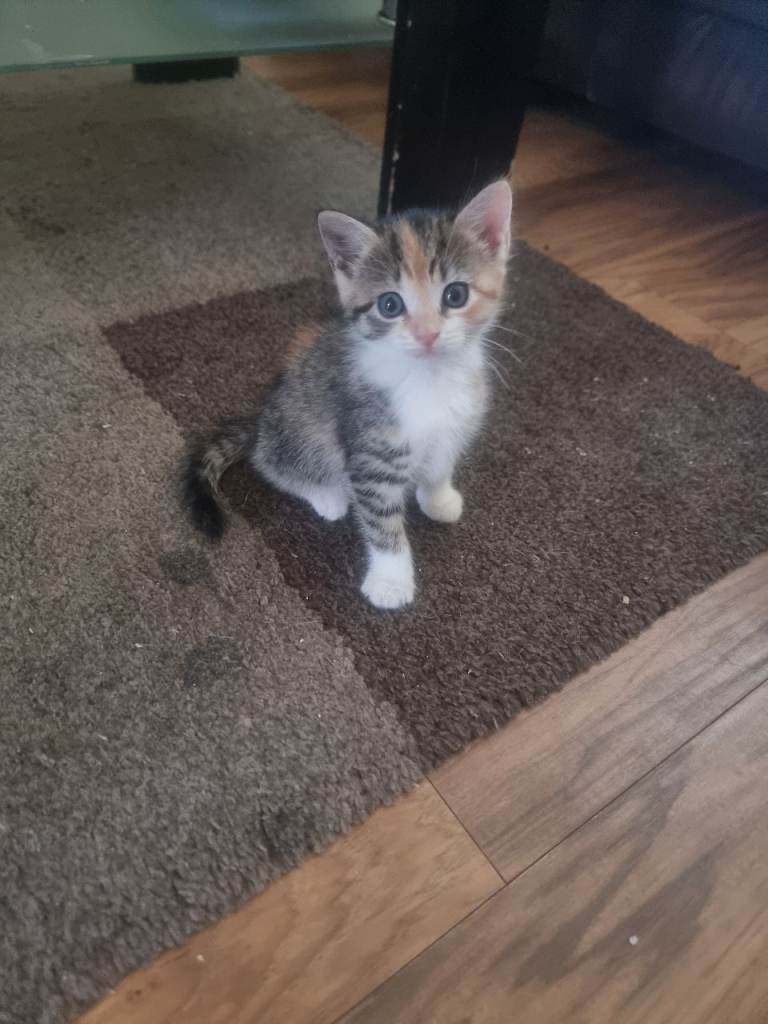1 kitten female