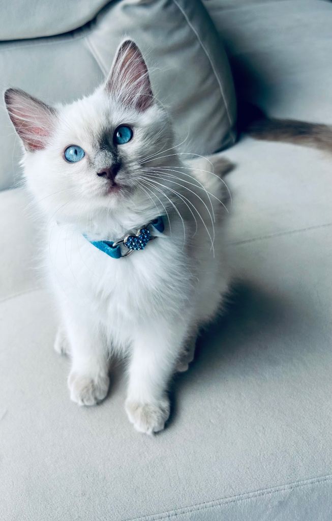 Ragdoll Kittens Ready Now 