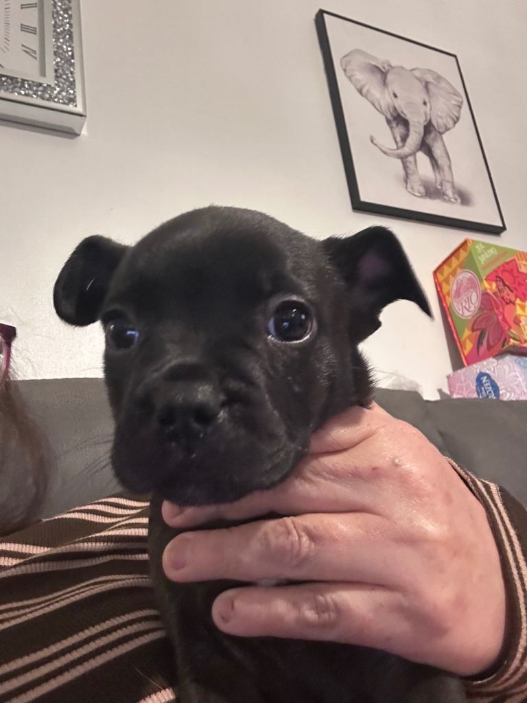 Frenchy cross staffy puppies 
