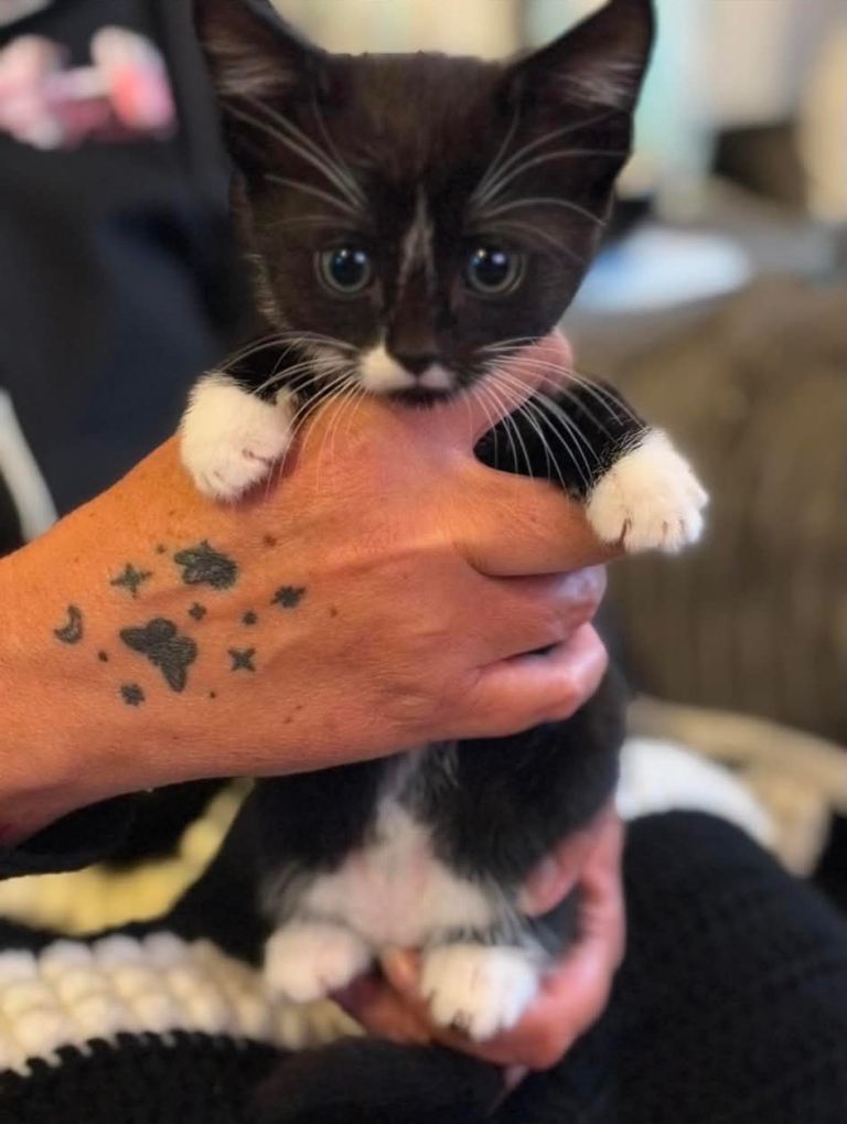 2 male 1 female kitten 