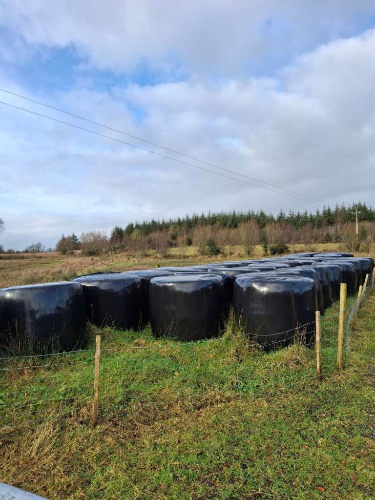 40 First Cut Silage Bales