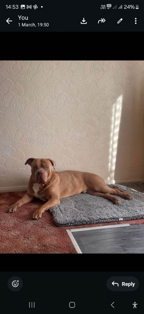 Beautiful American bulldog up for adoption.