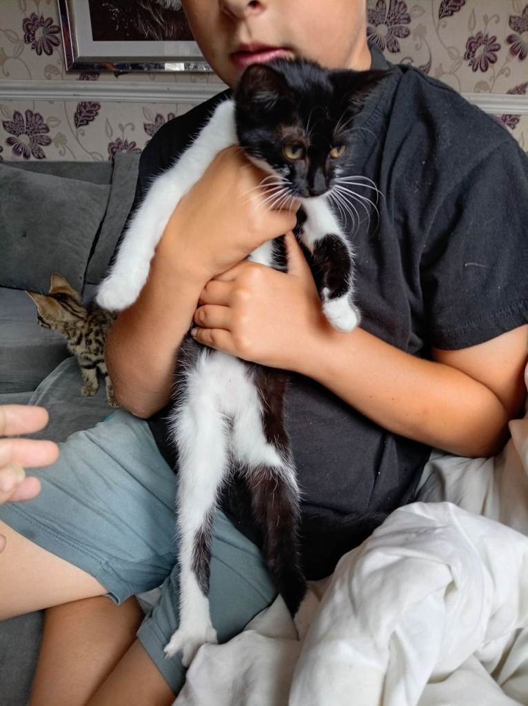 Kittens 