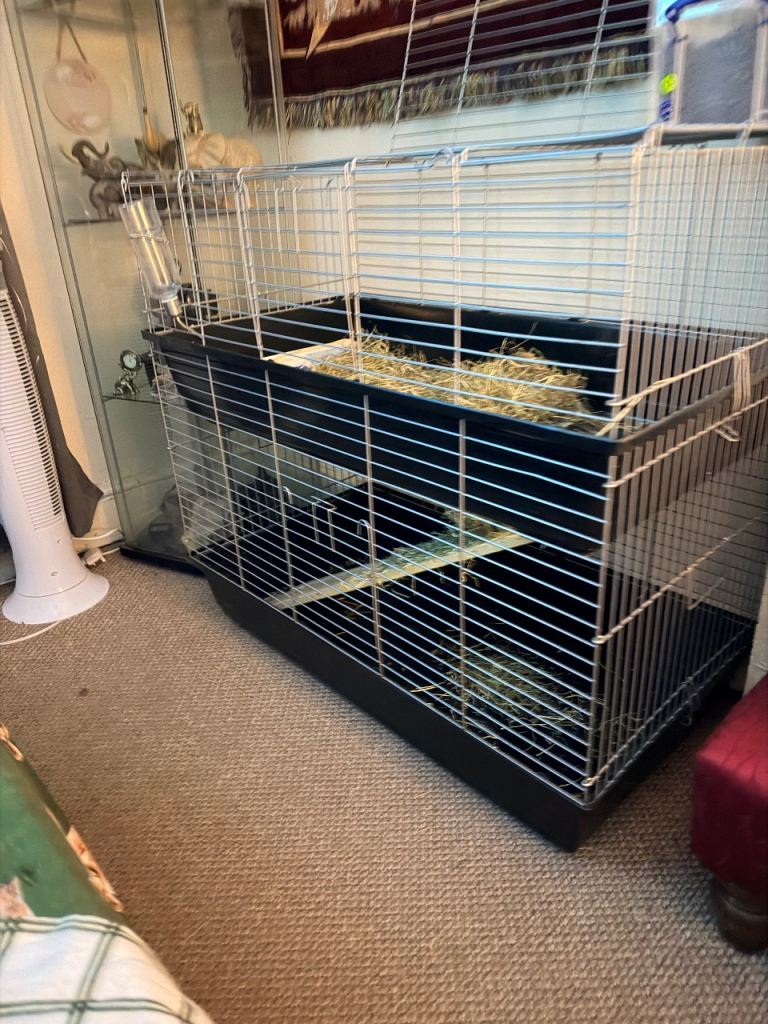 Guinea pig cage only 
