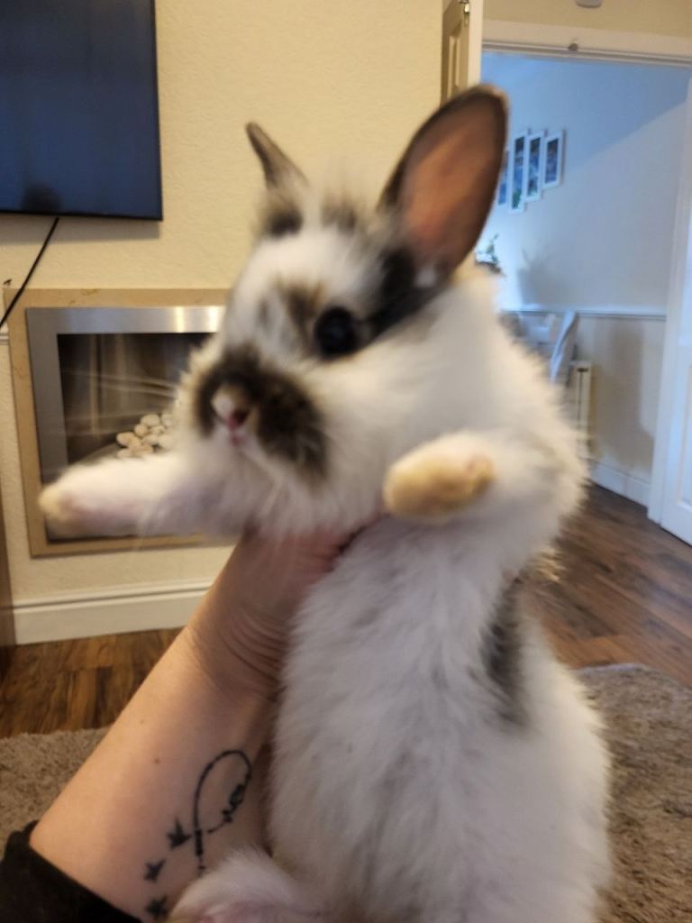 rabbits