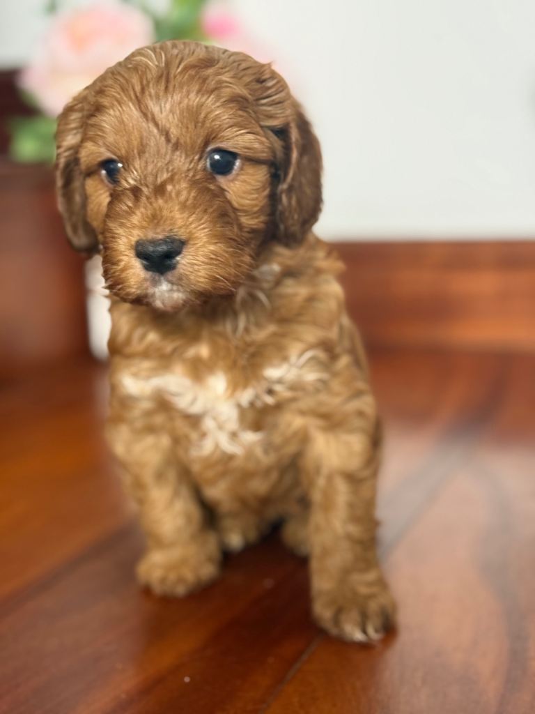 F1 beautiful miniature Cockapoo Puppies.