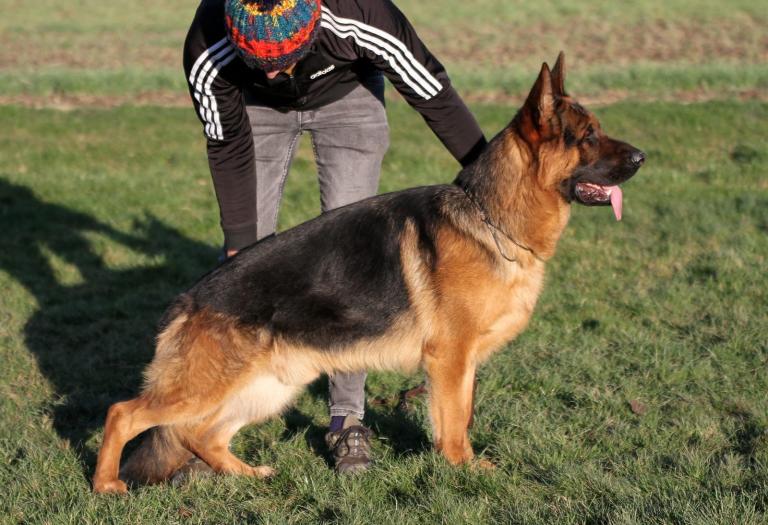 Pedigree German Shepherd Puppies ready to leave 