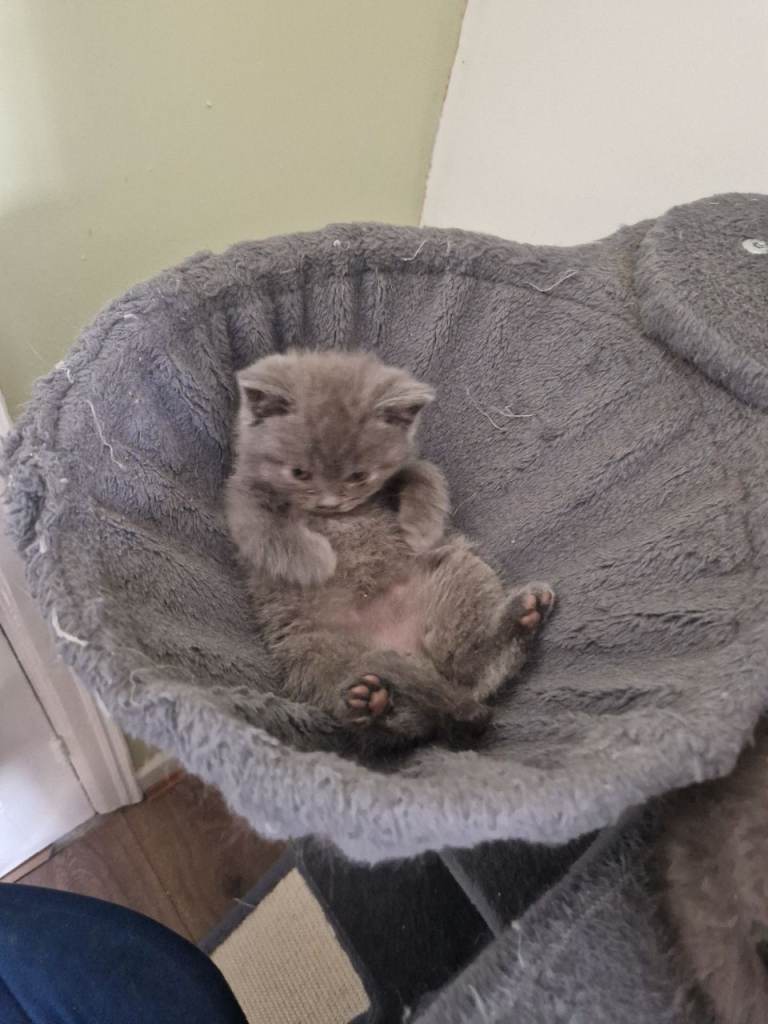 British shorthair blue