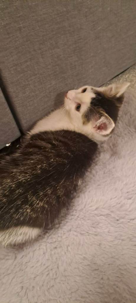 11 week old male kitten 