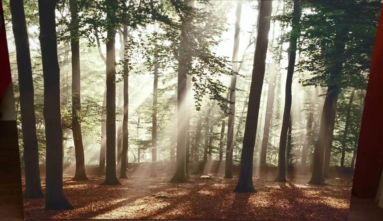 Sunlight In The Forrest. 