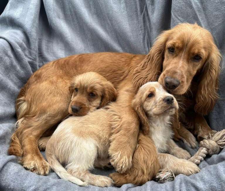 Cocker spaniel puppies 