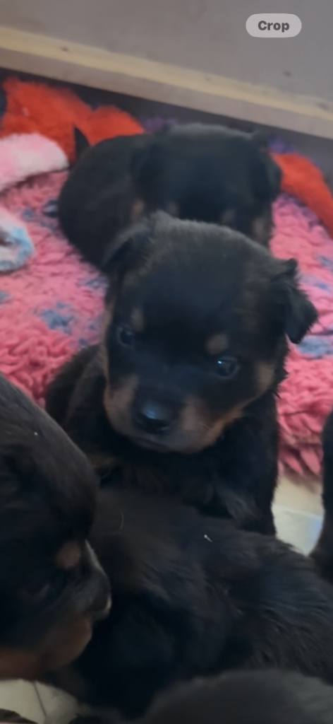Stunning Rottweiler pups