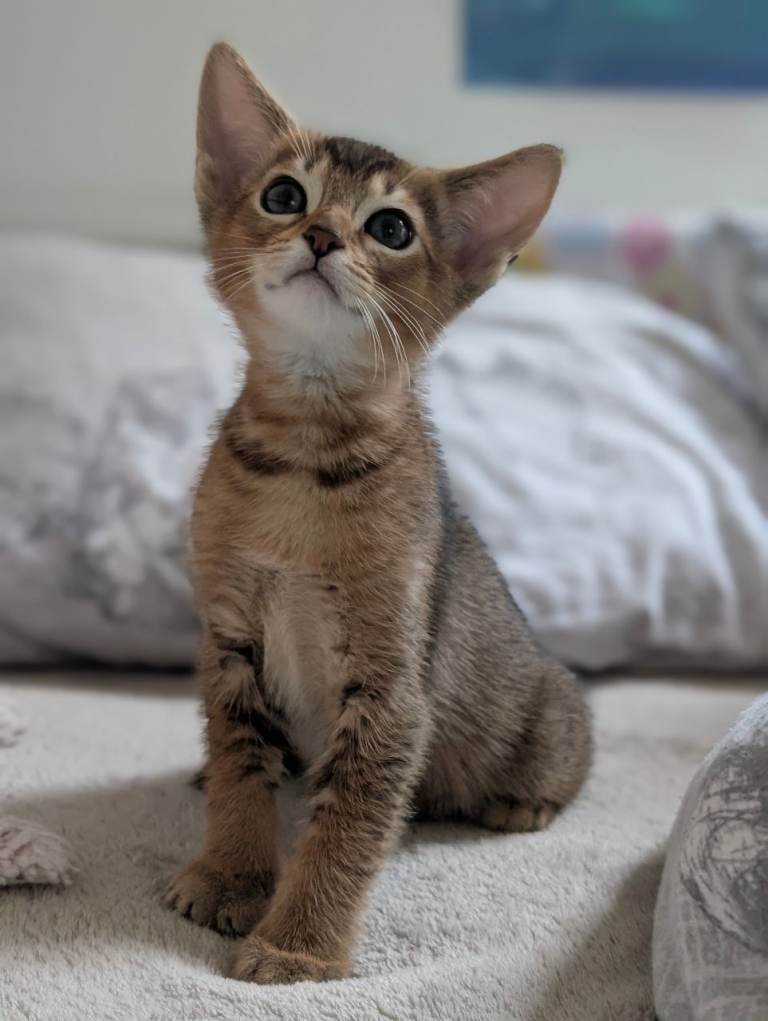 Russian blue cross Abyssynian kitten 