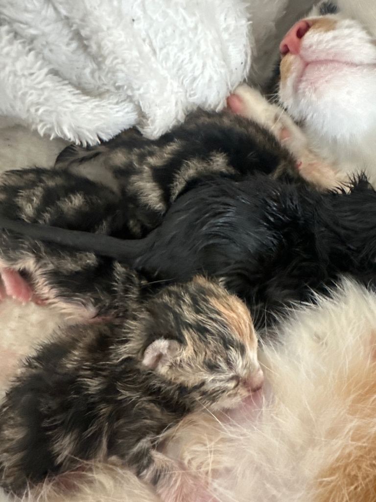 Kittens 