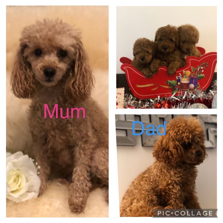 Kc Toy poodle puppies excessively hereditary tested clear 