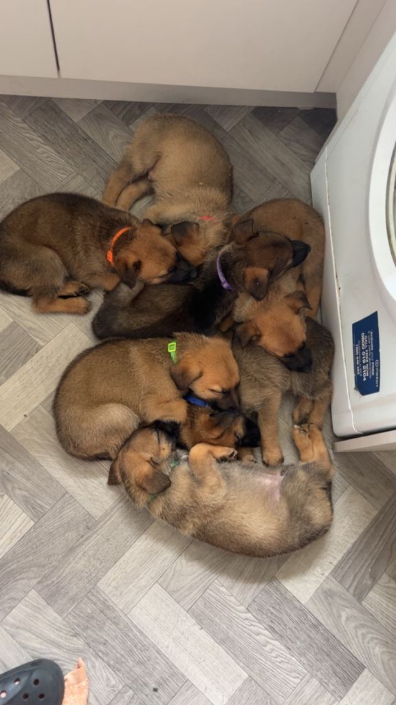 German Shepherd X Belgium Malinois 